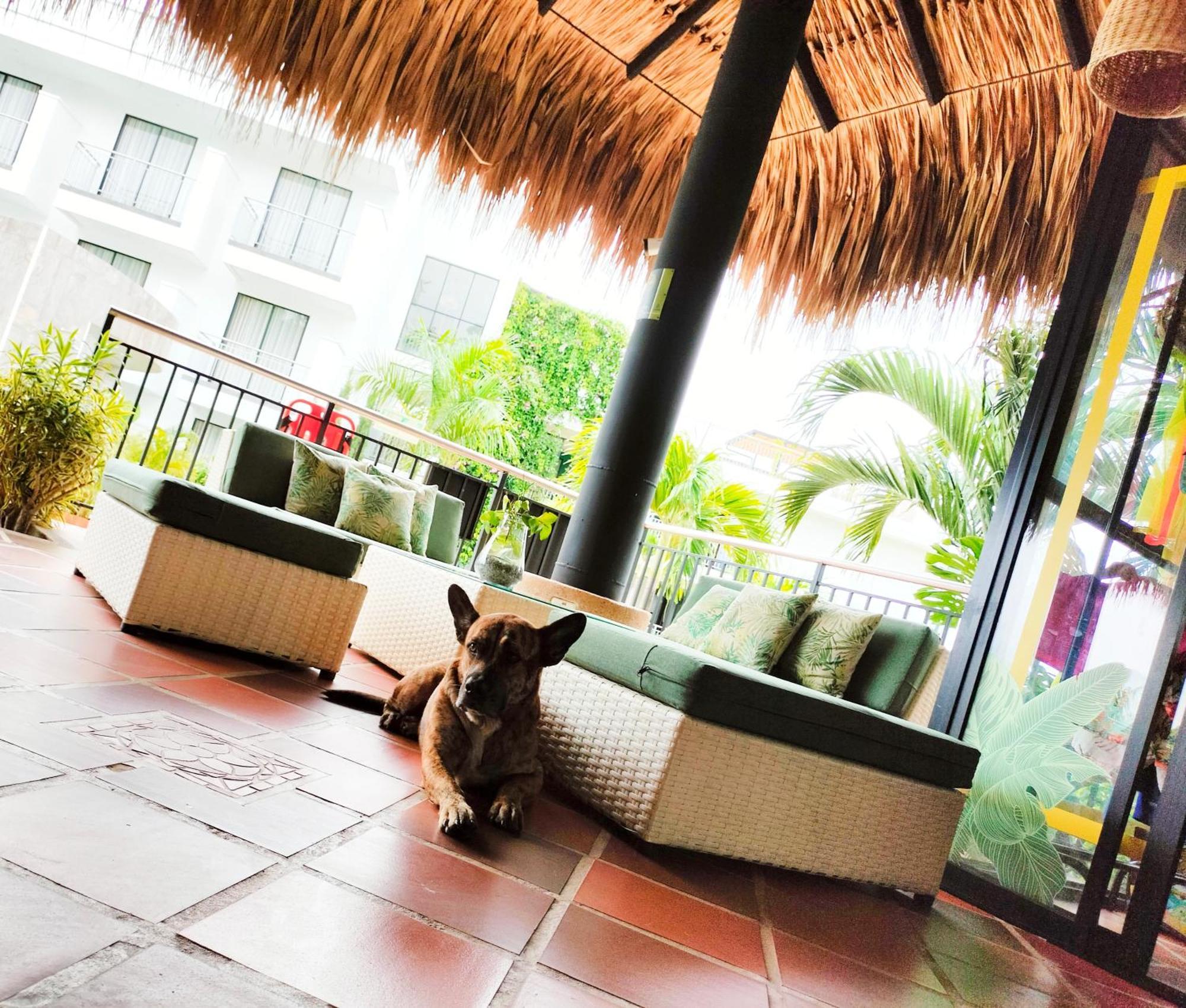 Hotel Arboreo Doradal Dış mekan fotoğraf