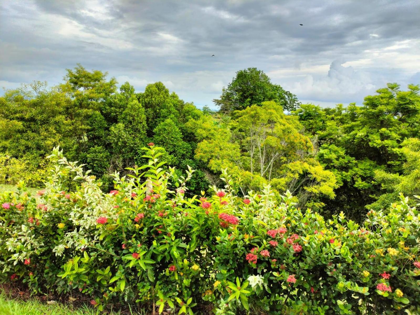Hotel Arboreo Doradal Dış mekan fotoğraf